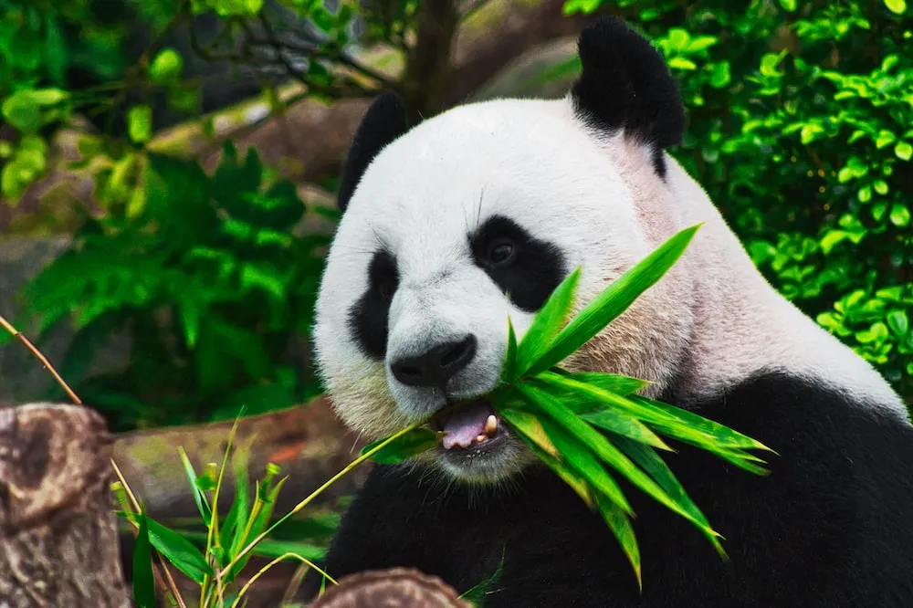 Gấu trúc đang ăn trúc